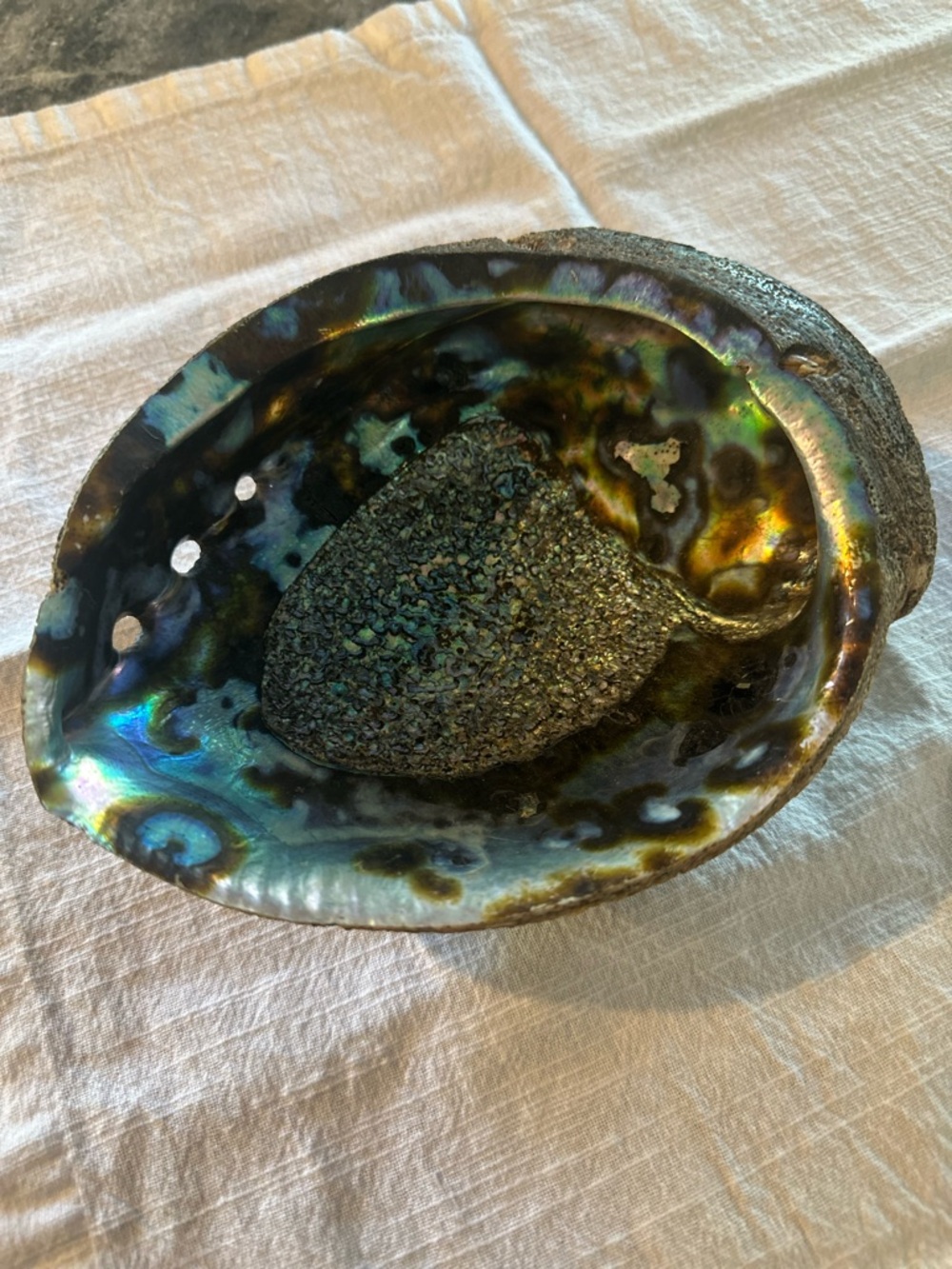 Abalone Shell 7” x 5.5” wide 2.5@ tall sitting flat unpolished exterior coastal
